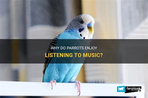 do parrots like music that is played at different volumes